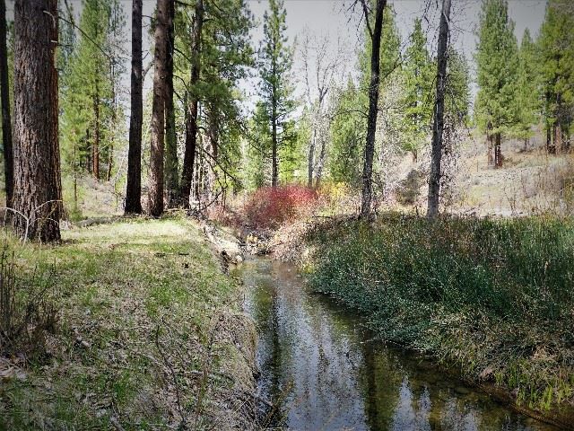 1065 Clio State 40A Road Clio, CA 96106 - Photo 9 of 21 Gallery Image 9