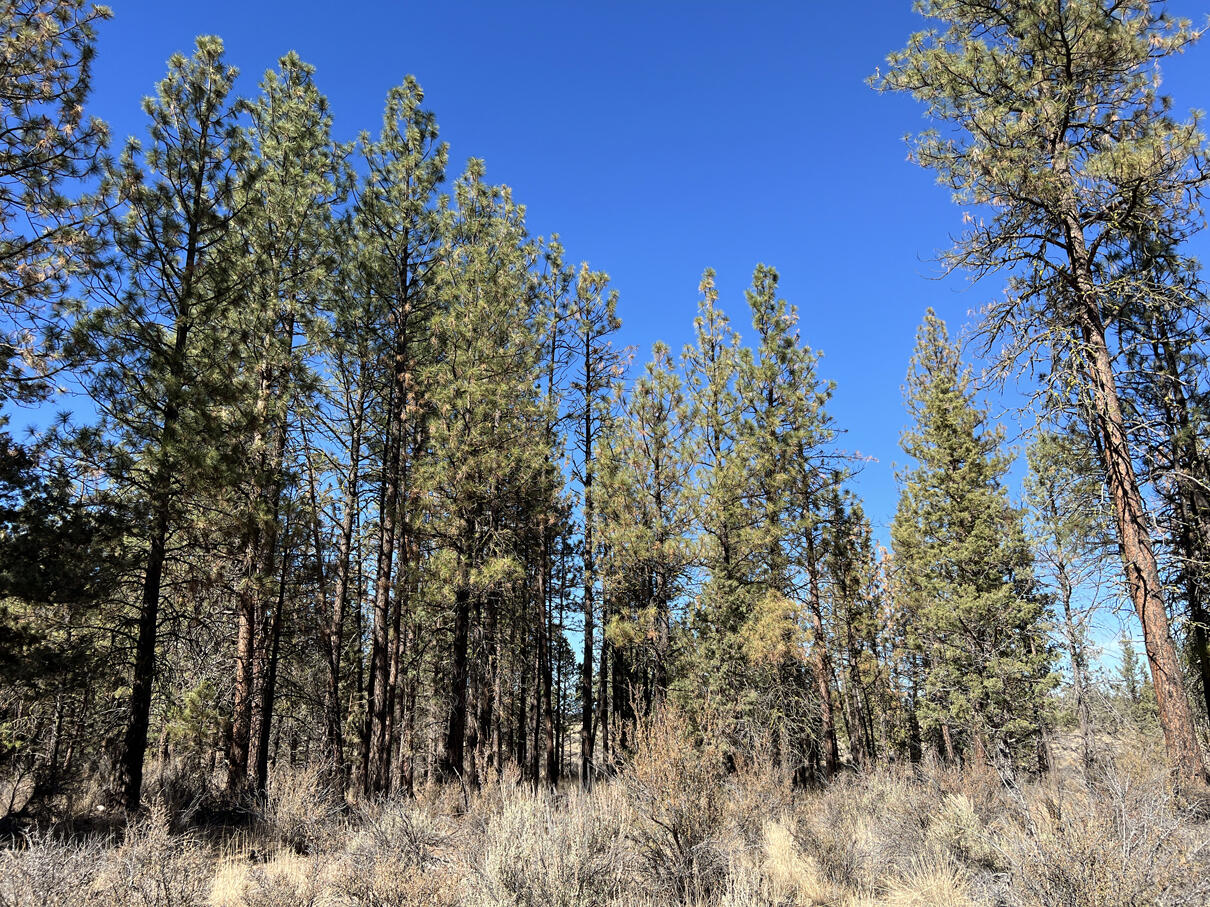 Oregon Pines Road, Unit TL 600 Sprague River, OR 97639 - Photo 17 of 52 IMG_4271