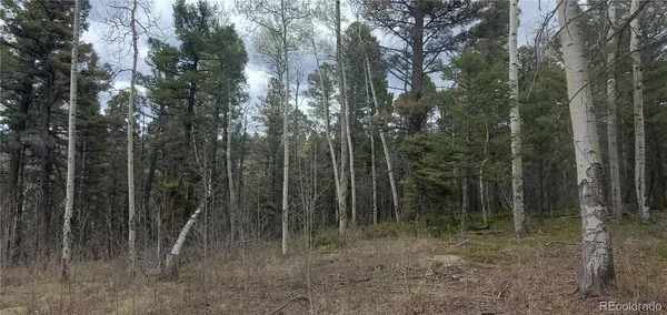 a view of a forest