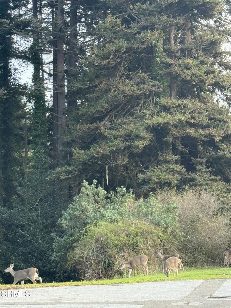 596 South Sanderson Way Fort Bragg, CA 95437 - Photo 46 of 67 tempImageErTF5n