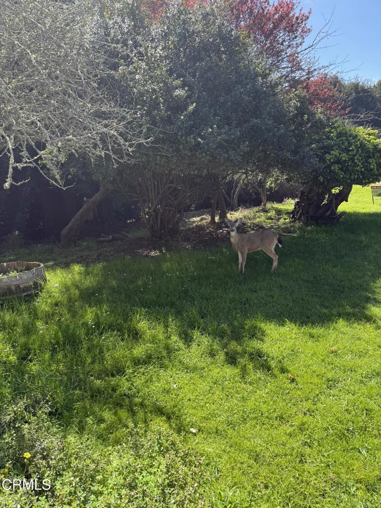 596 South Sanderson Way Fort Bragg, CA 95437 - Photo 59 of 67 tempImage0LAVkv