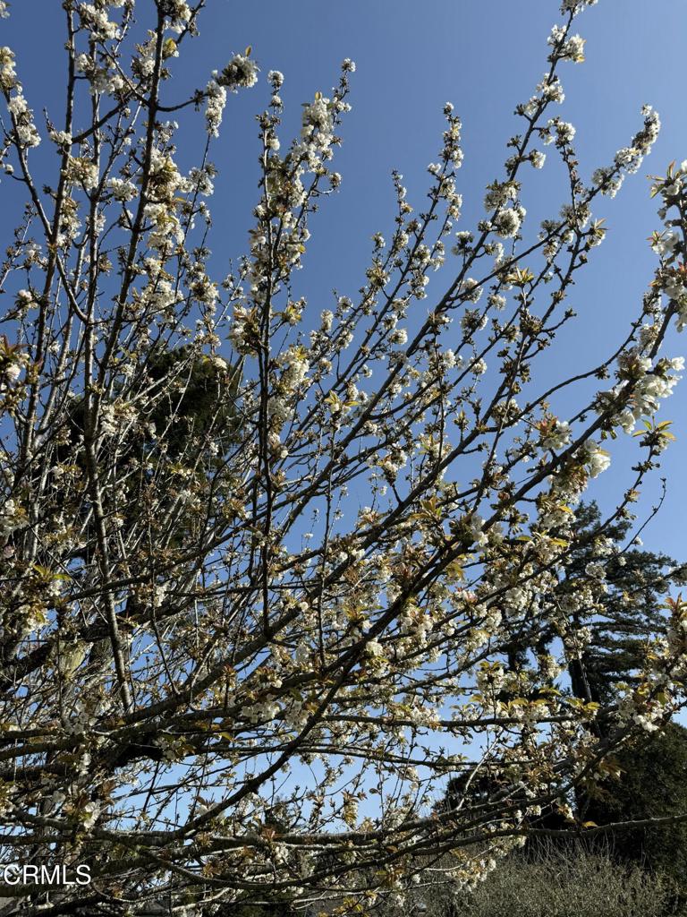 596 South Sanderson Way Fort Bragg, CA 95437 - Photo 62 of 67 tempImageobZkpT