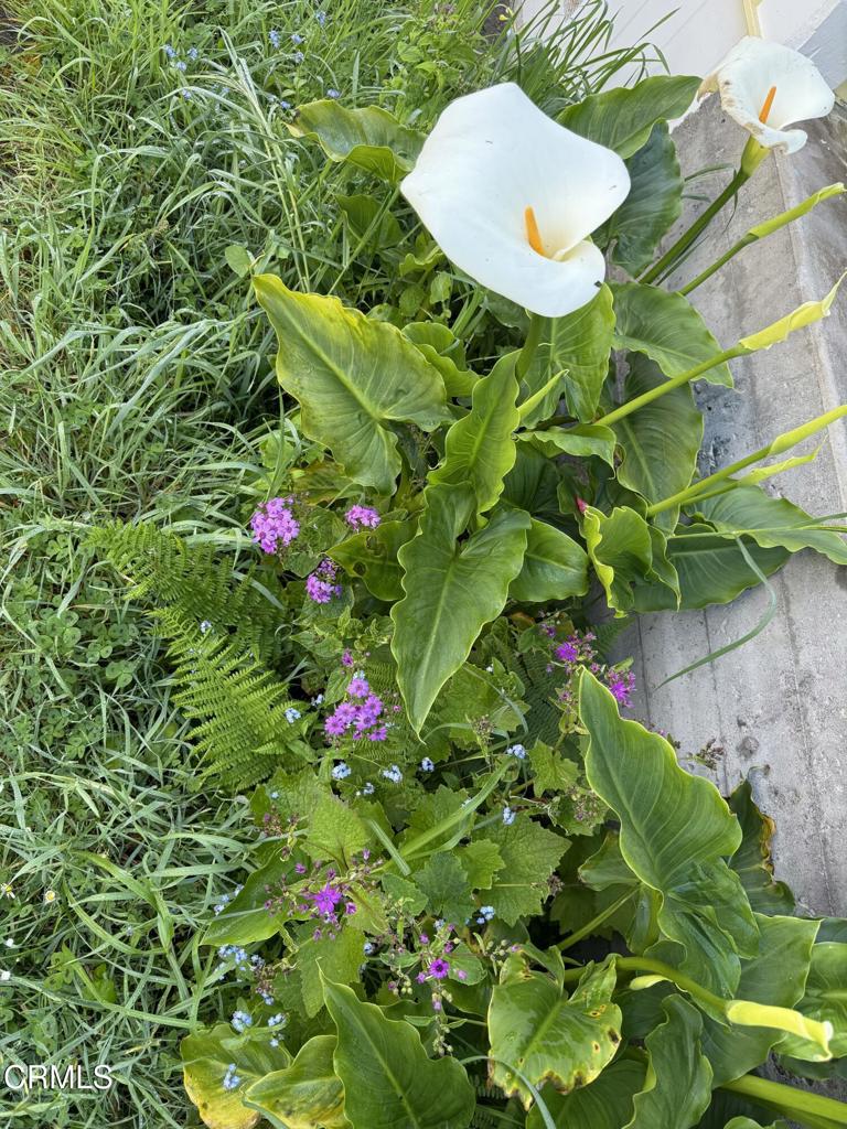 596 South Sanderson Way Fort Bragg, CA 95437 - Photo 63 of 67 tempImageZLhSrg