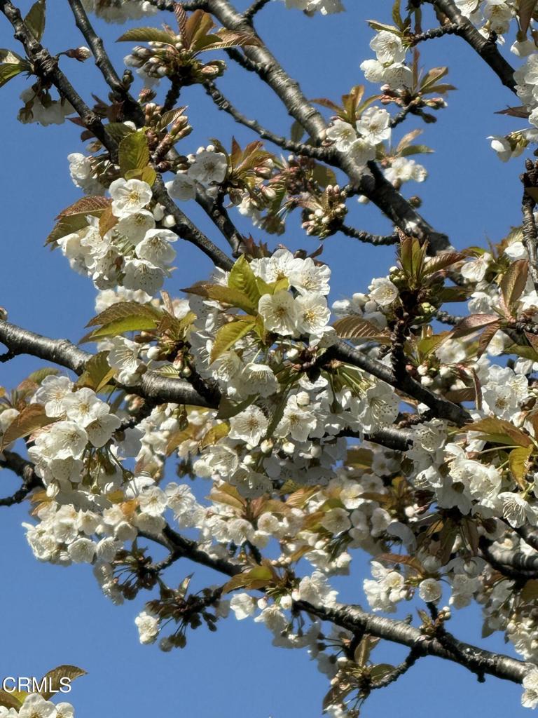 596 South Sanderson Way Fort Bragg, CA 95437 - Photo 66 of 67 tempImagemwRoXE