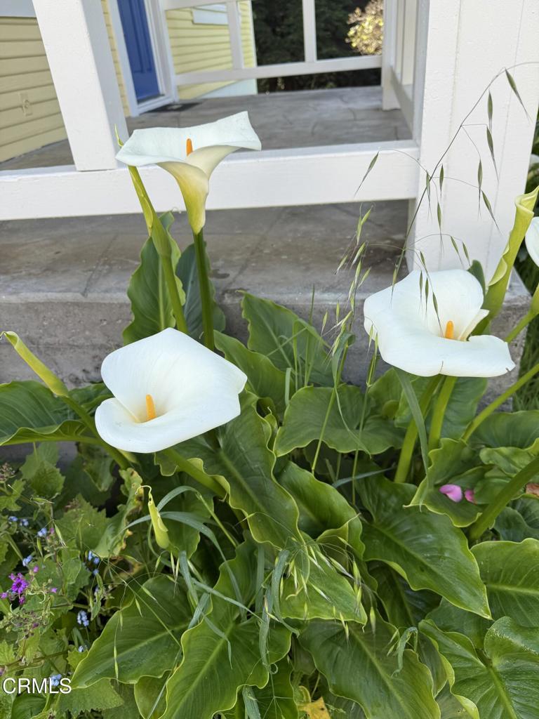 596 South Sanderson Way Fort Bragg, CA 95437 - Photo 67 of 67 tempImageANjuvZ