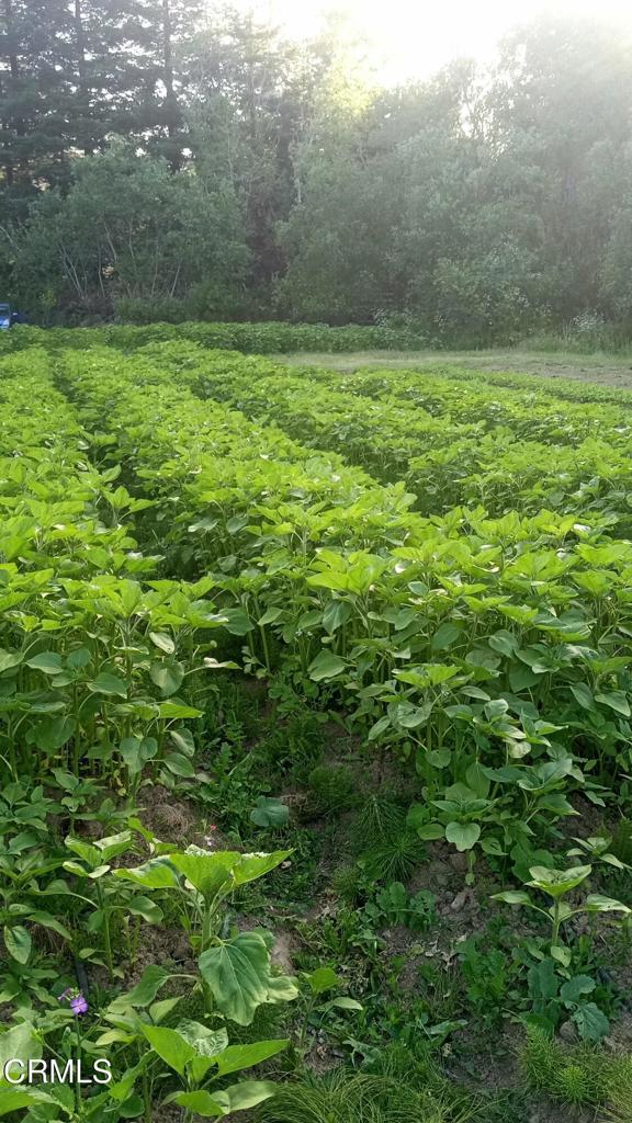 596 South Sanderson Way Fort Bragg, CA 95437 - Photo 7 of 67 tempImageGfuQ7b