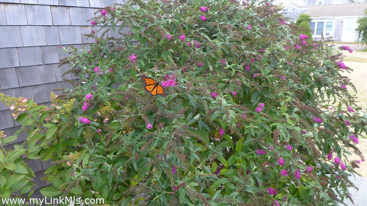 34 Windemere Road Oak Bluffs, MA 02557 - Photo 36 of 44 a view of a flower in a garden