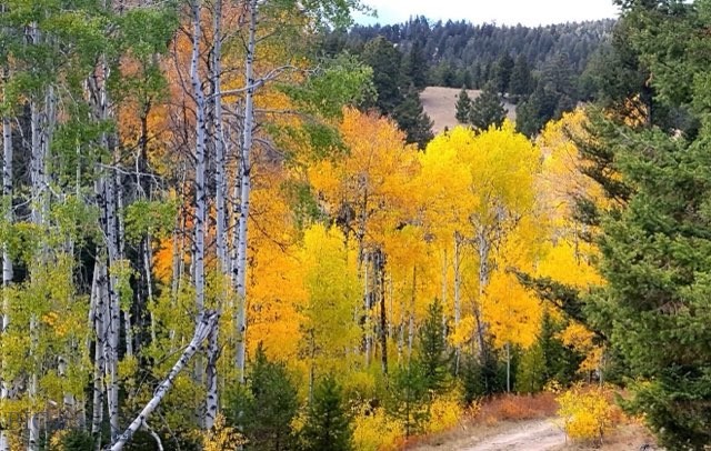 3414 Divide Creek Road Divide, MT 59727 - Photo 22 of 61 Gallery Image 22