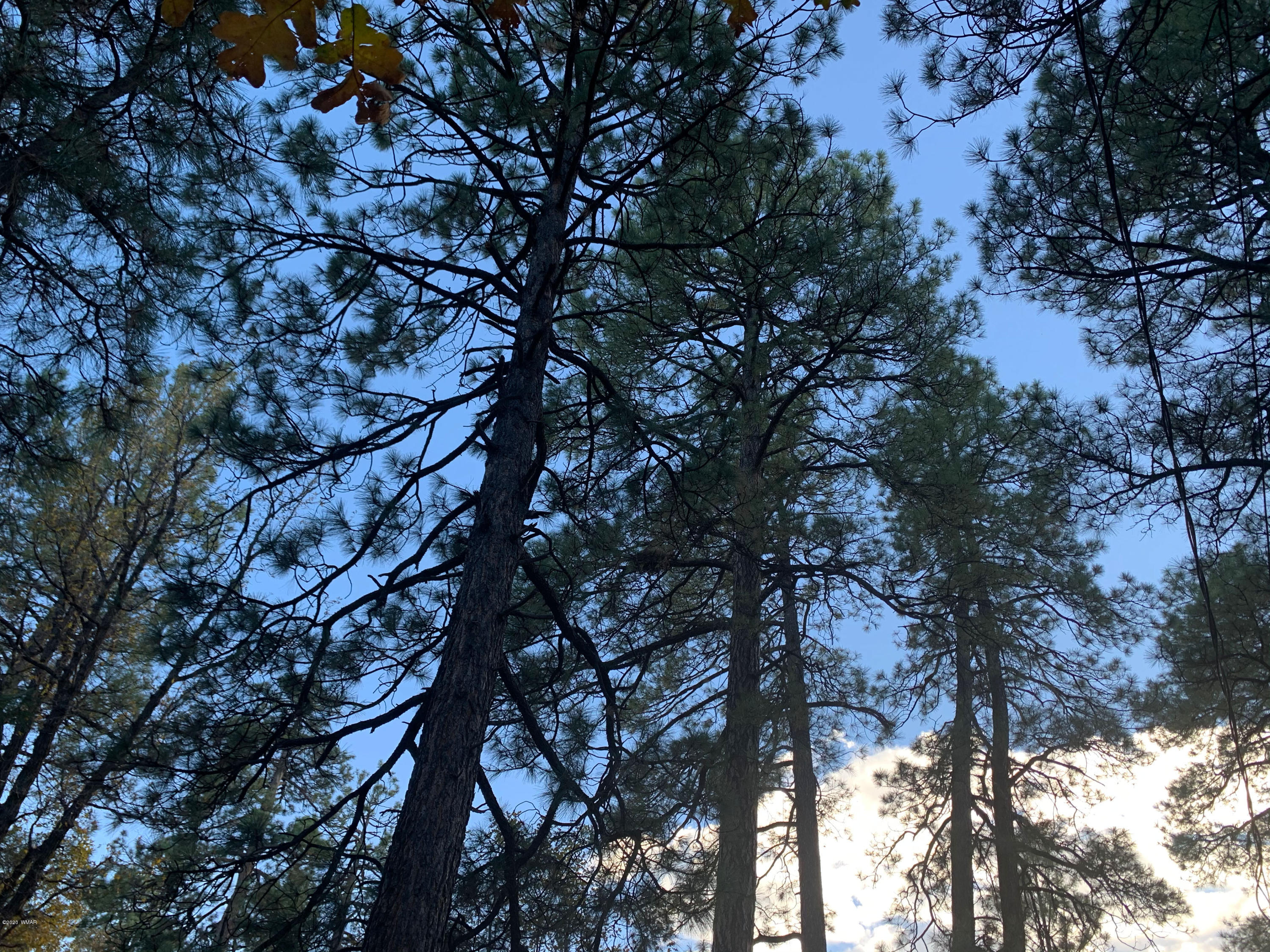 3846 Turkey Track Road Pinetop, AZ 85935 - Photo 20 of 20