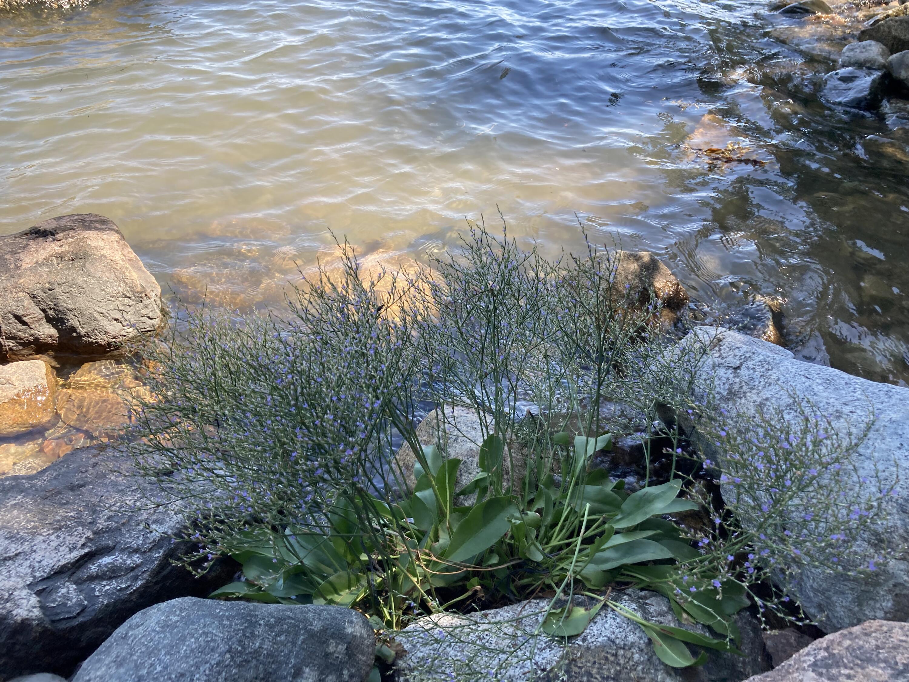 207 Goods Point Road Steuben, ME 04680 - Photo 40 of 56 Sea lavender at foot of steps.