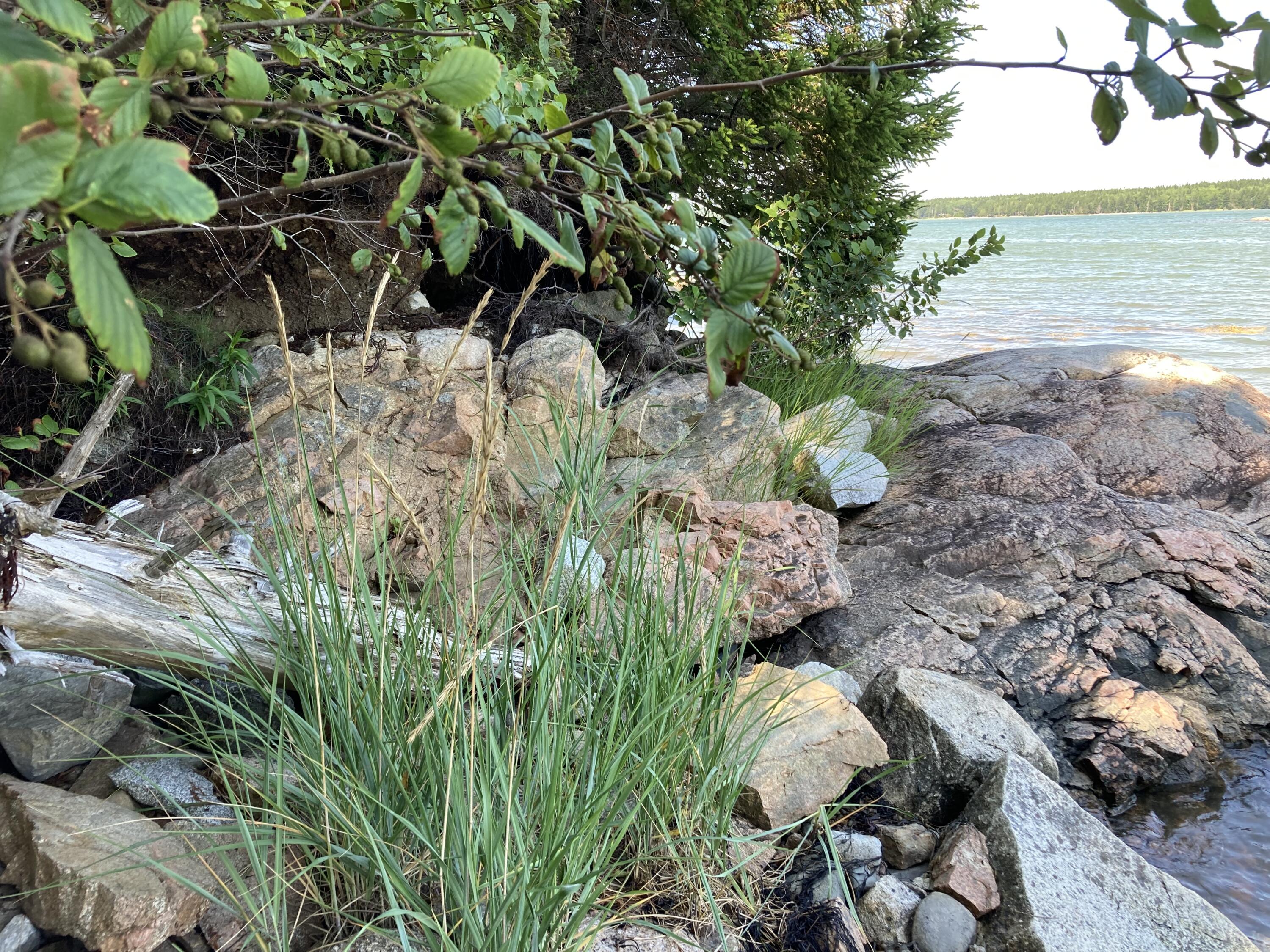 207 Goods Point Road Steuben, ME 04680 - Photo 41 of 56 Shoreline looking north.