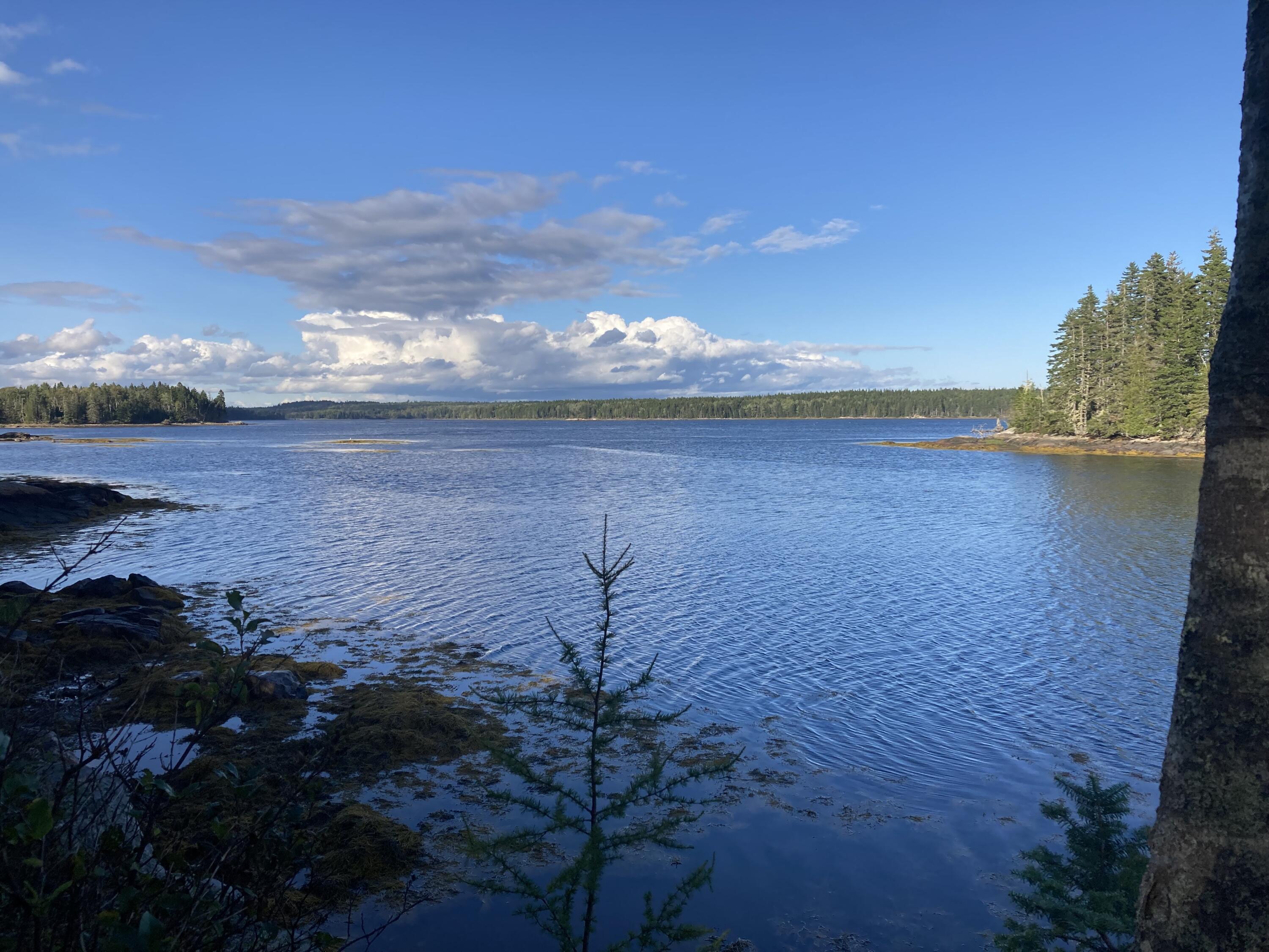 207 Goods Point Road Steuben, ME 04680 - Photo 47 of 56 Looking north up Dyer Bay.