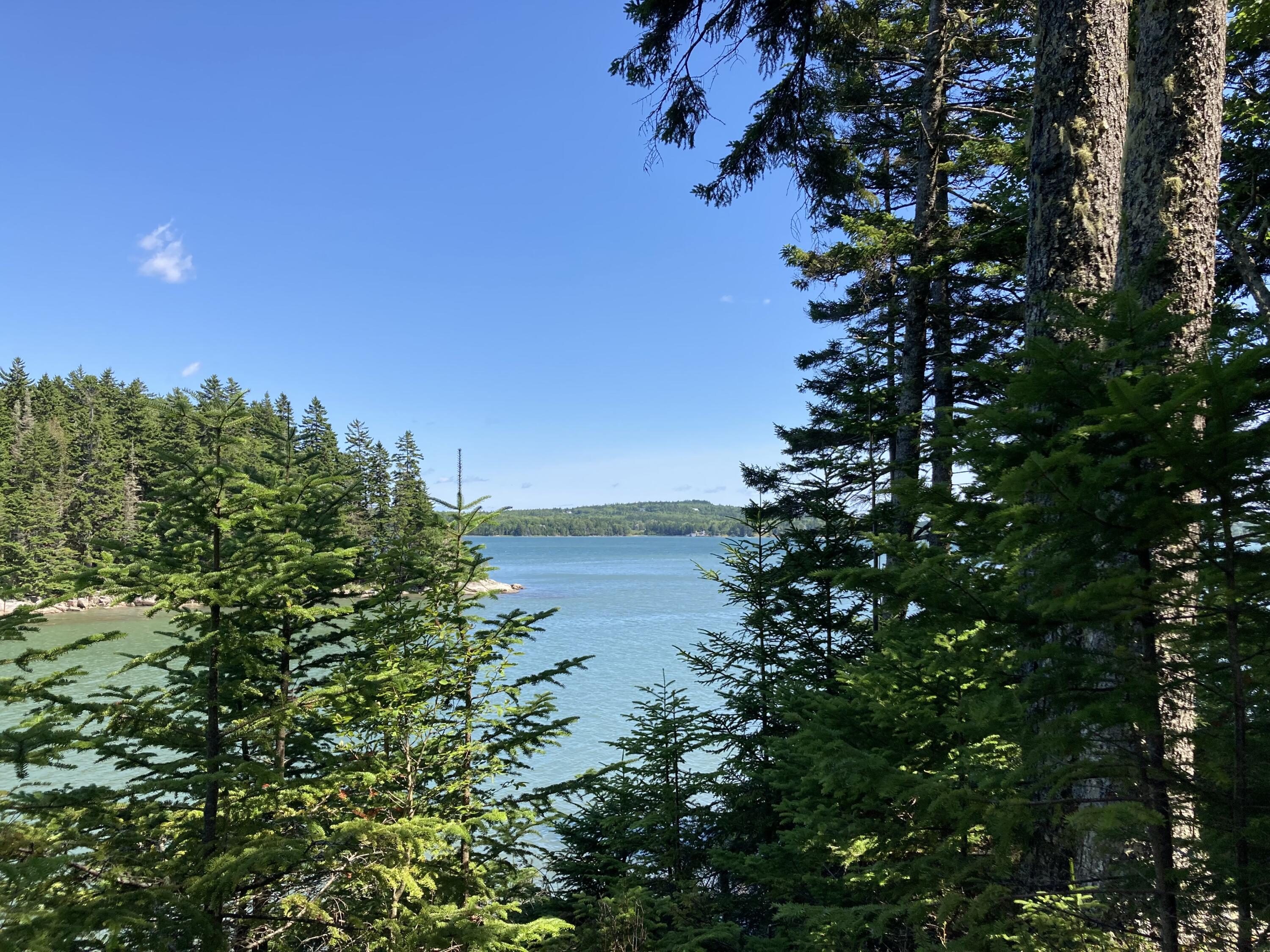 207 Goods Point Road Steuben, ME 04680 - Photo 48 of 56 Through the spruces to bay.