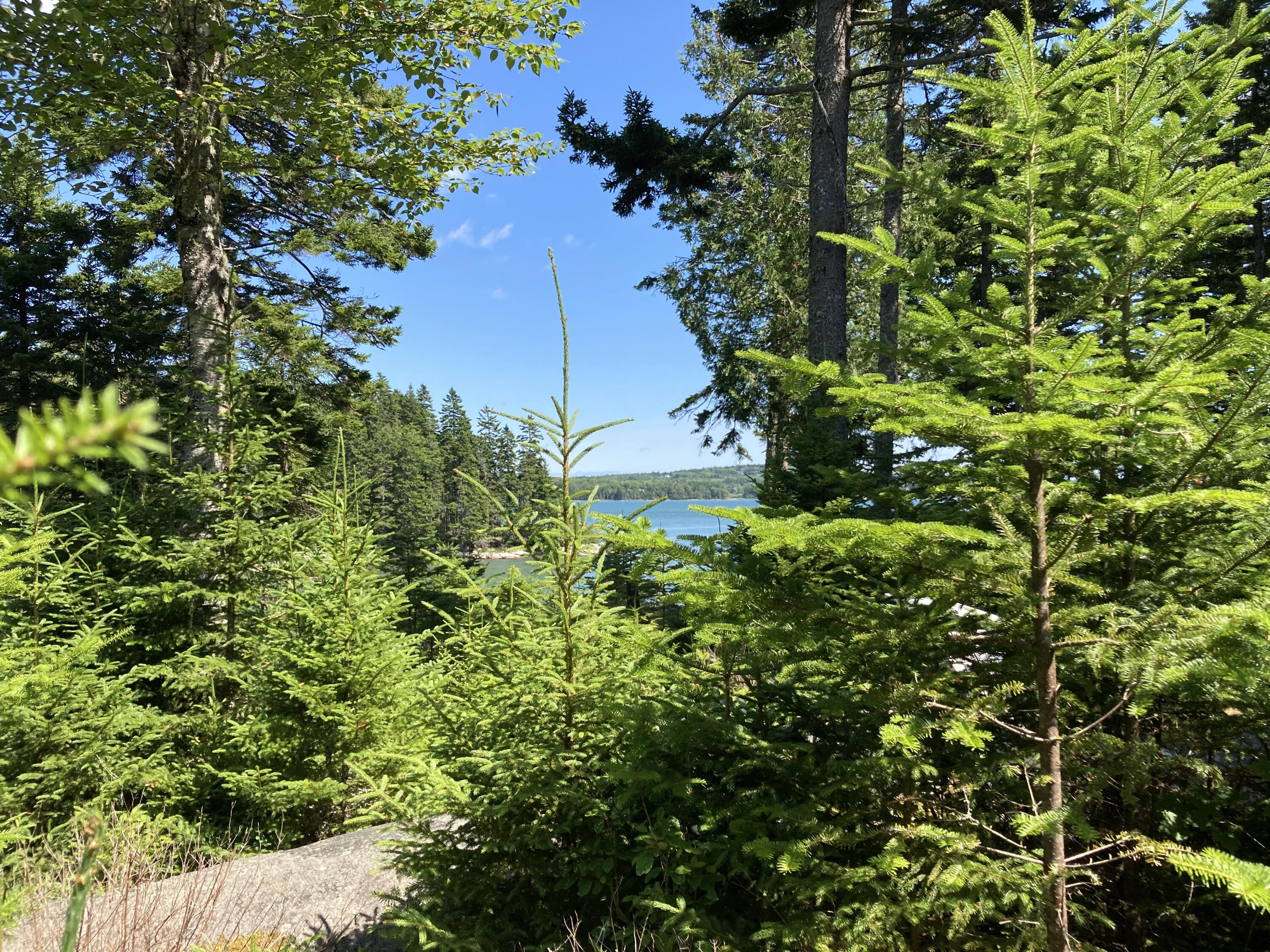 207 Goods Point Road Steuben, ME 04680 - Photo 54 of 56 Walking paths through trees to shore.