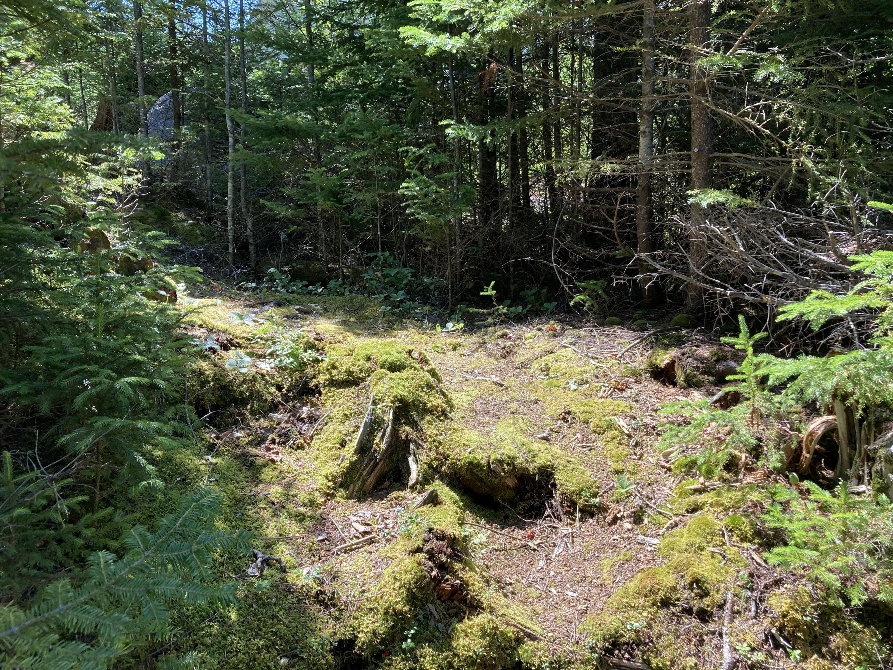 207 Goods Point Road Steuben, ME 04680 - Photo 56 of 56 Another path from house to shore.