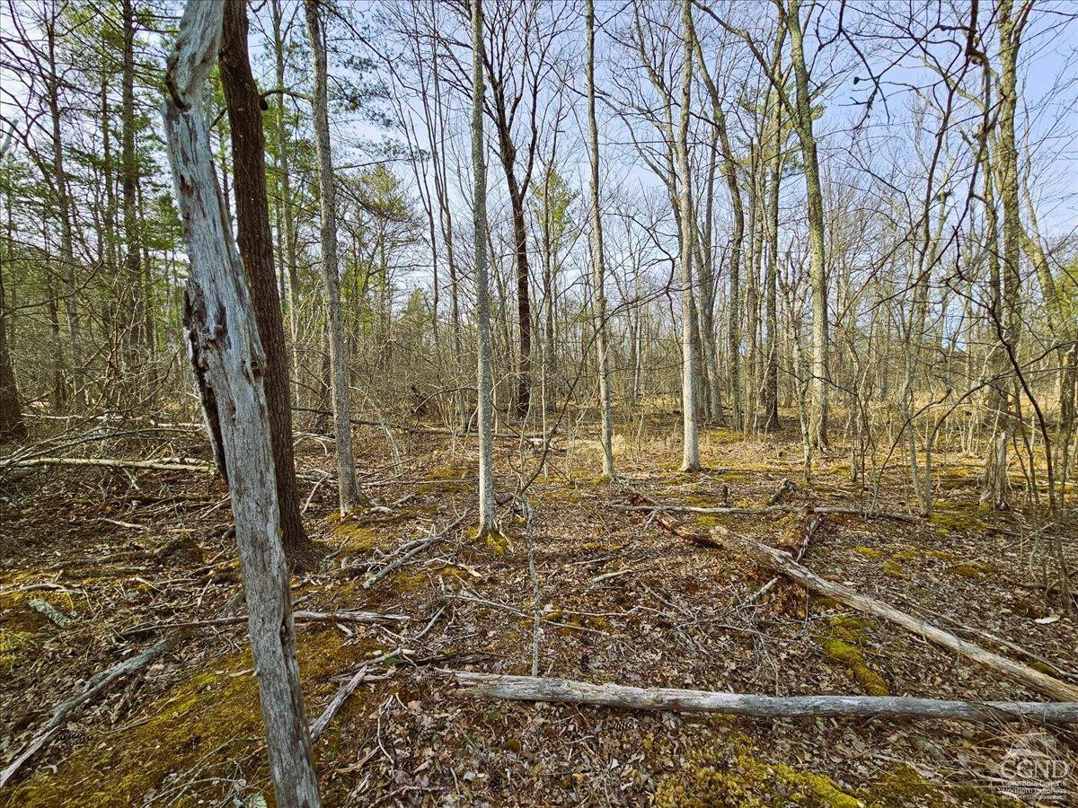 0 Stone Mountain Road Cairo, NY 12413 - Photo 11 of 22 a view of a backyard