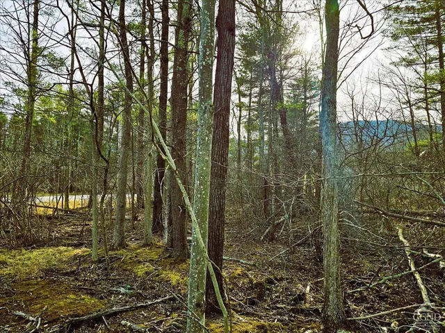 a view of a yard with plants and trees