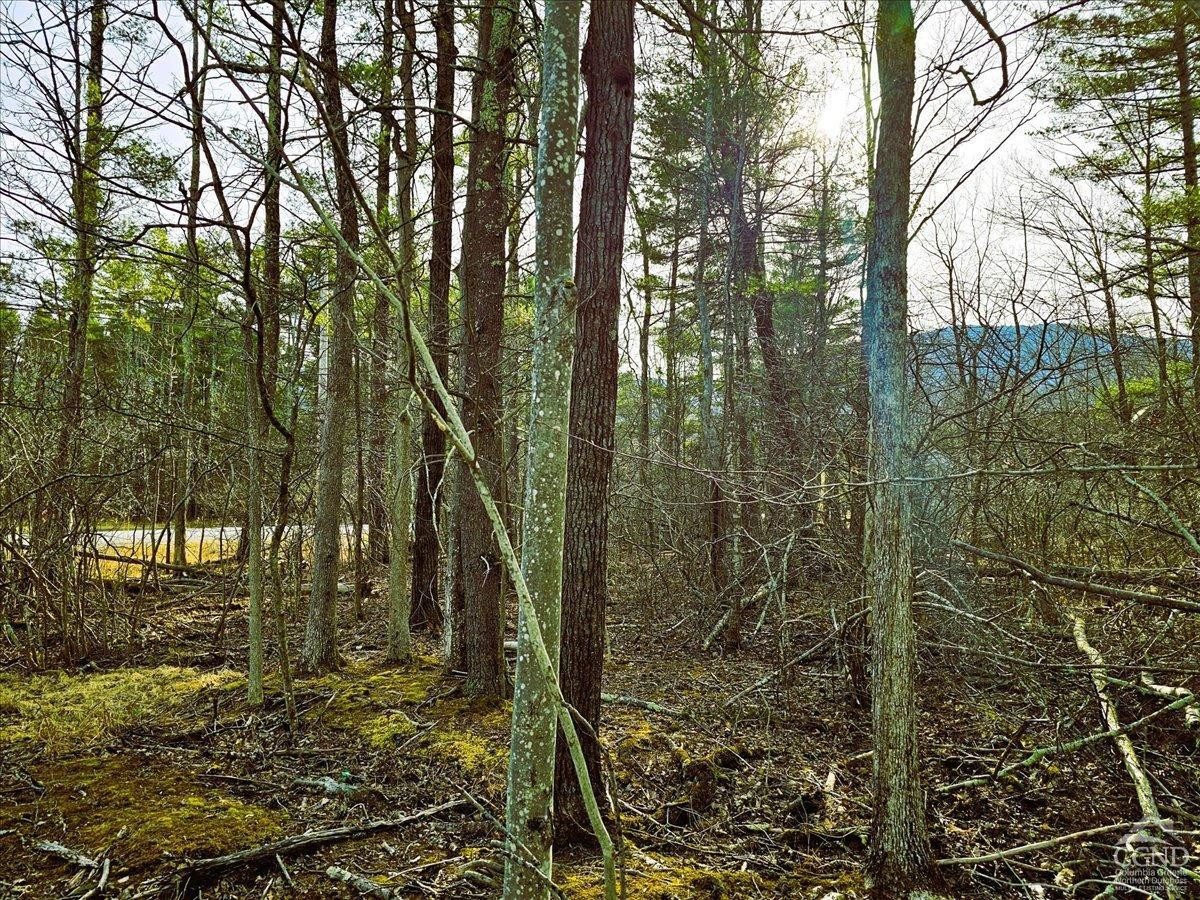 0 Stone Mountain Road Cairo, NY 12413 - Photo 10 of 22 a view of a yard with plants and trees