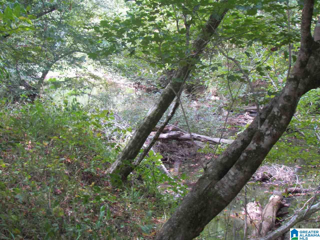 0 Wolf Pen Ridge Road Pell City, AL 35128 - Photo 7 of 13