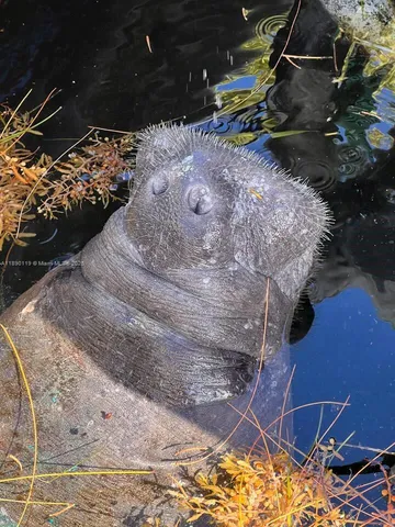 $3,300 | 100 Morris Lane, Unit B2, Key Largo, FL 33037