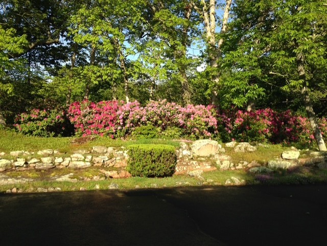 39 Brookside Drive Charlestown, RI 02813 - Photo 3 of 33 Rhododendron garden in front of property