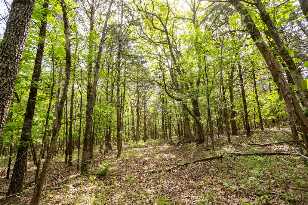 1 Horseshoe Bnd Road Lead Hill, AR 72644 - Photo 40 of 46 Wooded acreage featuring abundant mature deciduous trees and natural ground cover