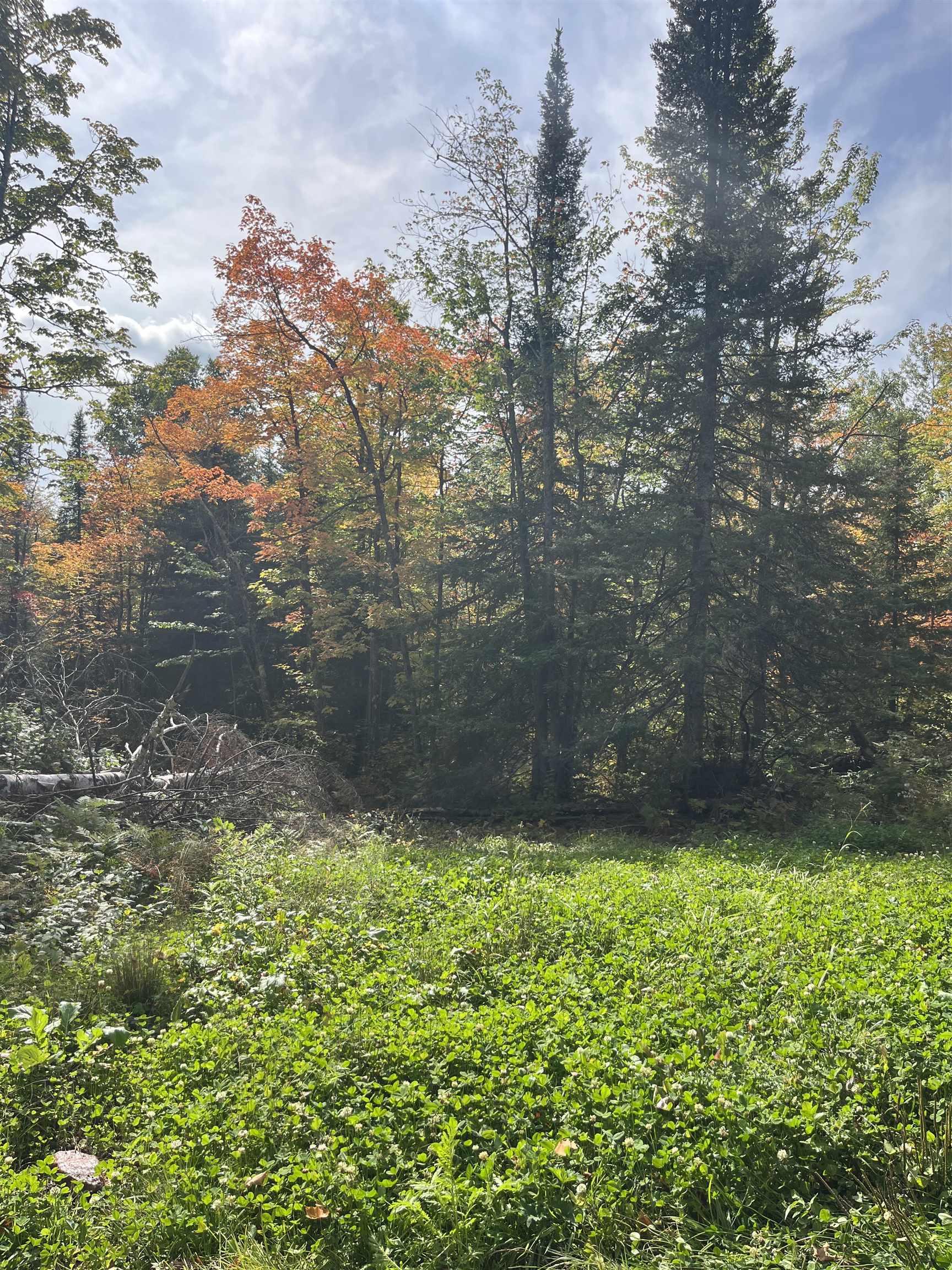 4272 Birdshot Road Silver Bay, MN 55614 - Photo 12 of 15 View of local wilderness