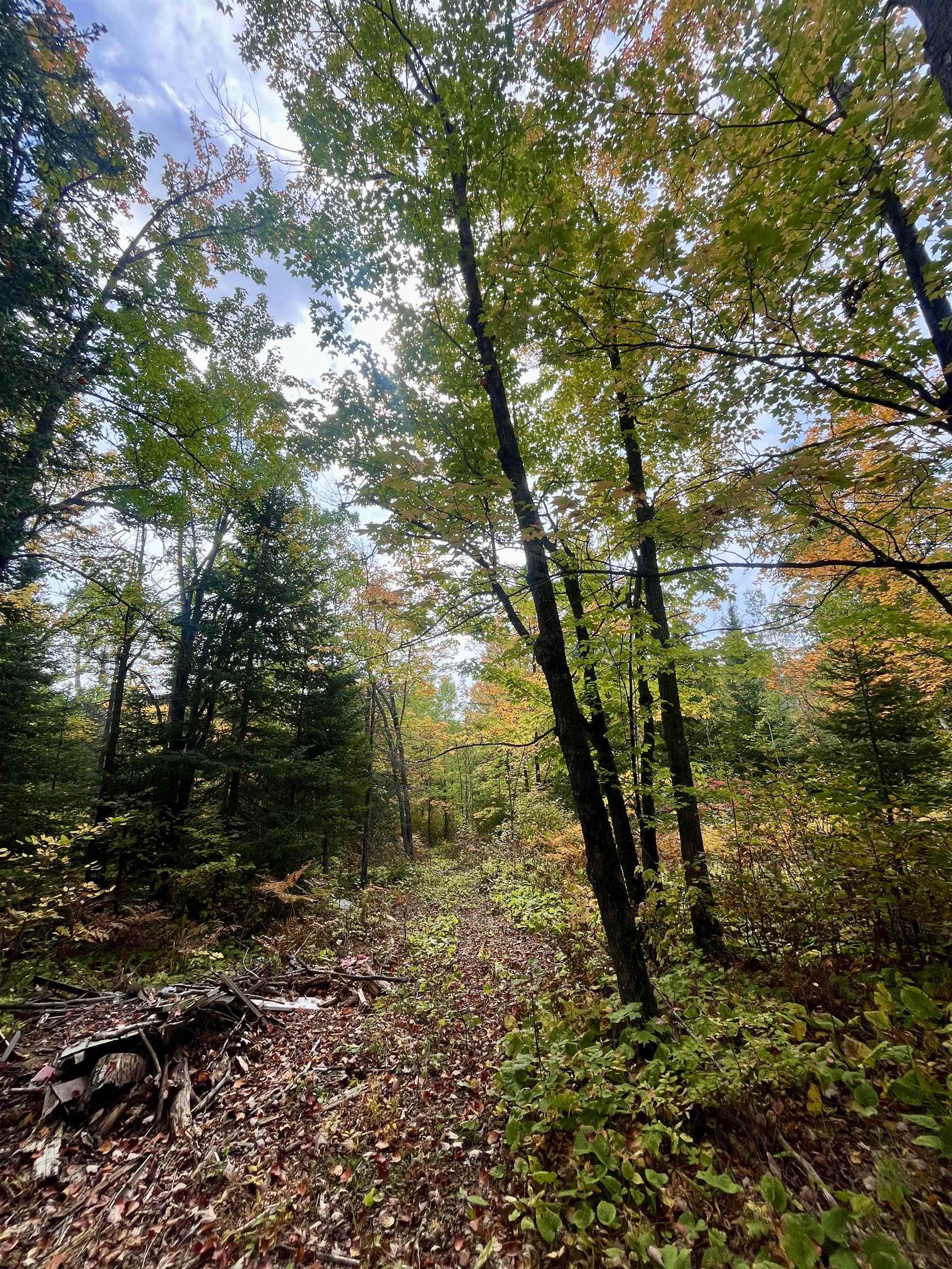 4272 Birdshot Road Silver Bay, MN 55614 - Photo 13 of 15 View of wooded area