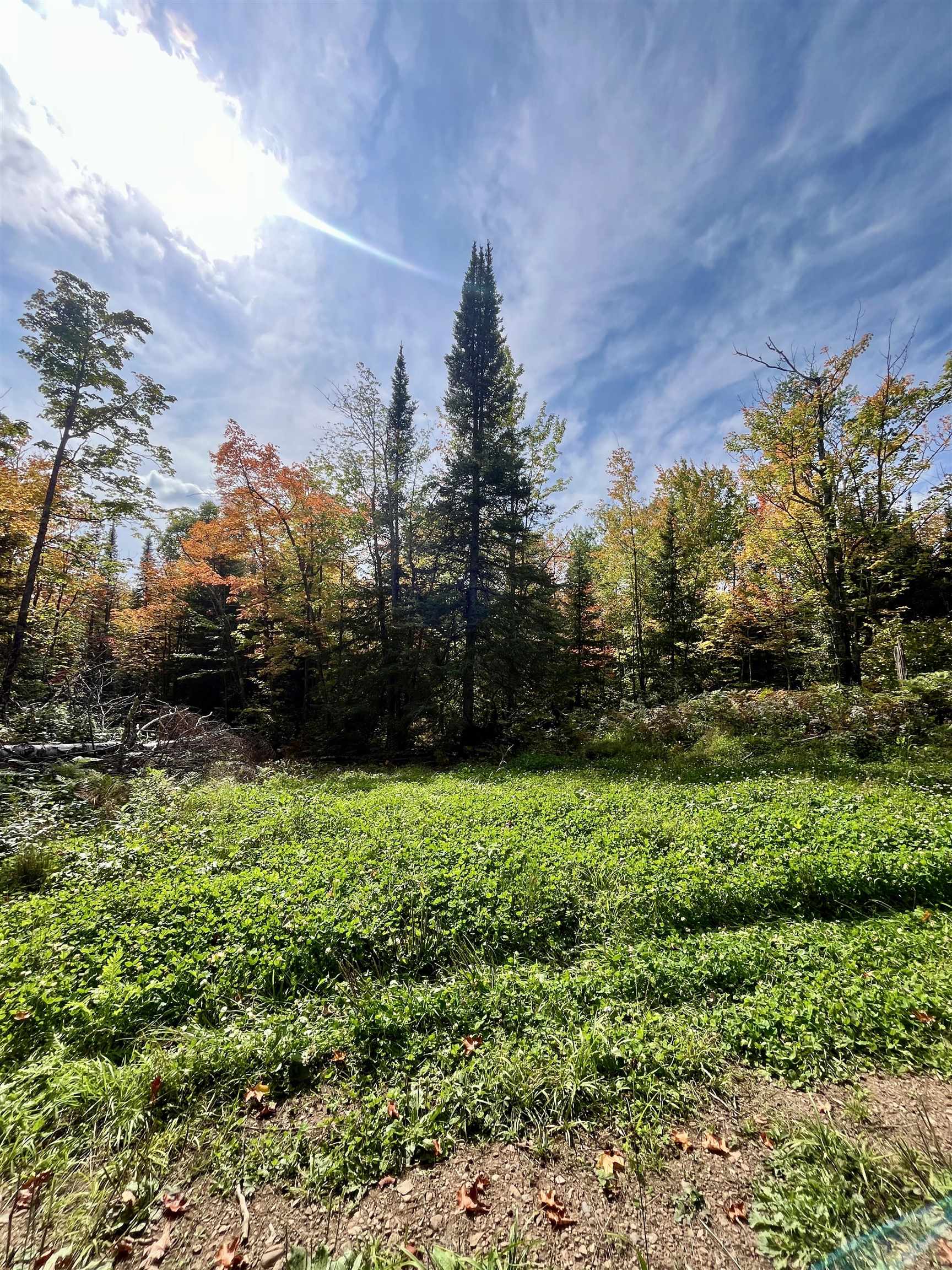 4272 Birdshot Road Silver Bay, MN 55614 - Photo 14 of 15 View of yard
