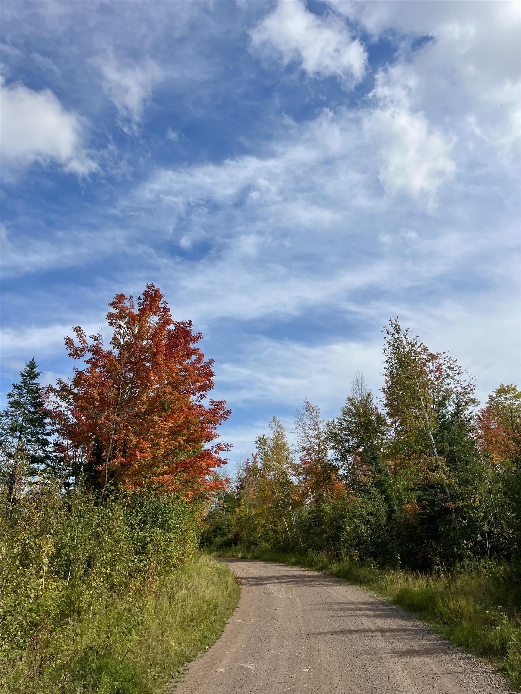 4272 Birdshot Road Silver Bay, MN 55614 - Photo 2 of 15 View of dirt / gravel road featuring a view of trees
