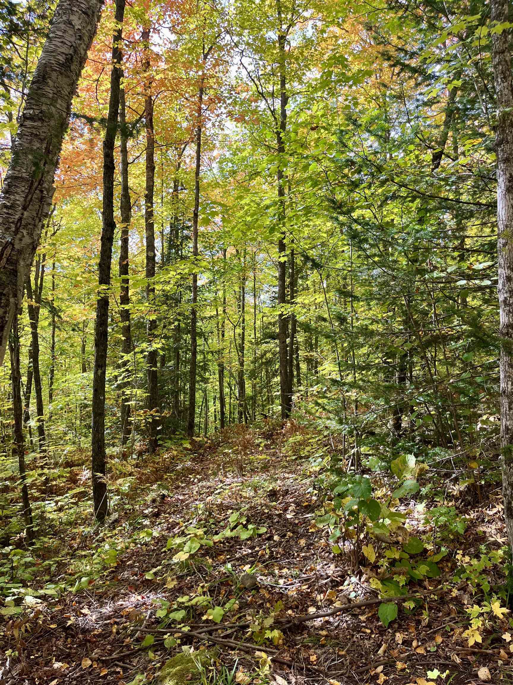4272 Birdshot Road Silver Bay, MN 55614 - Photo 5 of 15 View of wooded area