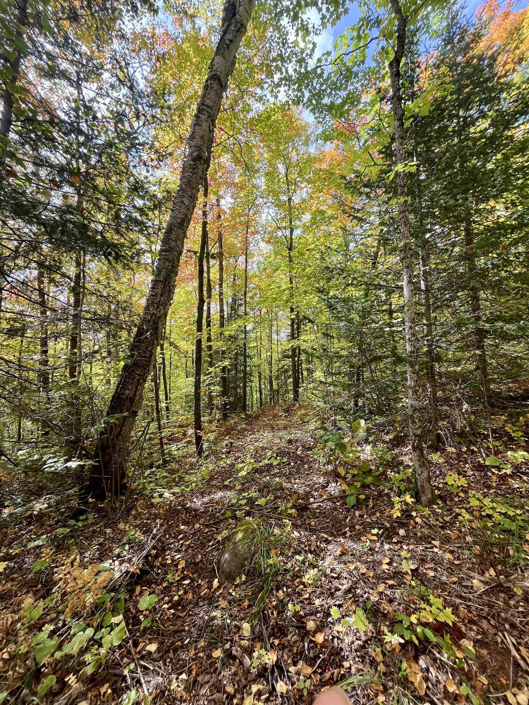 4272 Birdshot Road Silver Bay, MN 55614 - Photo 7 of 15 View of wooded area