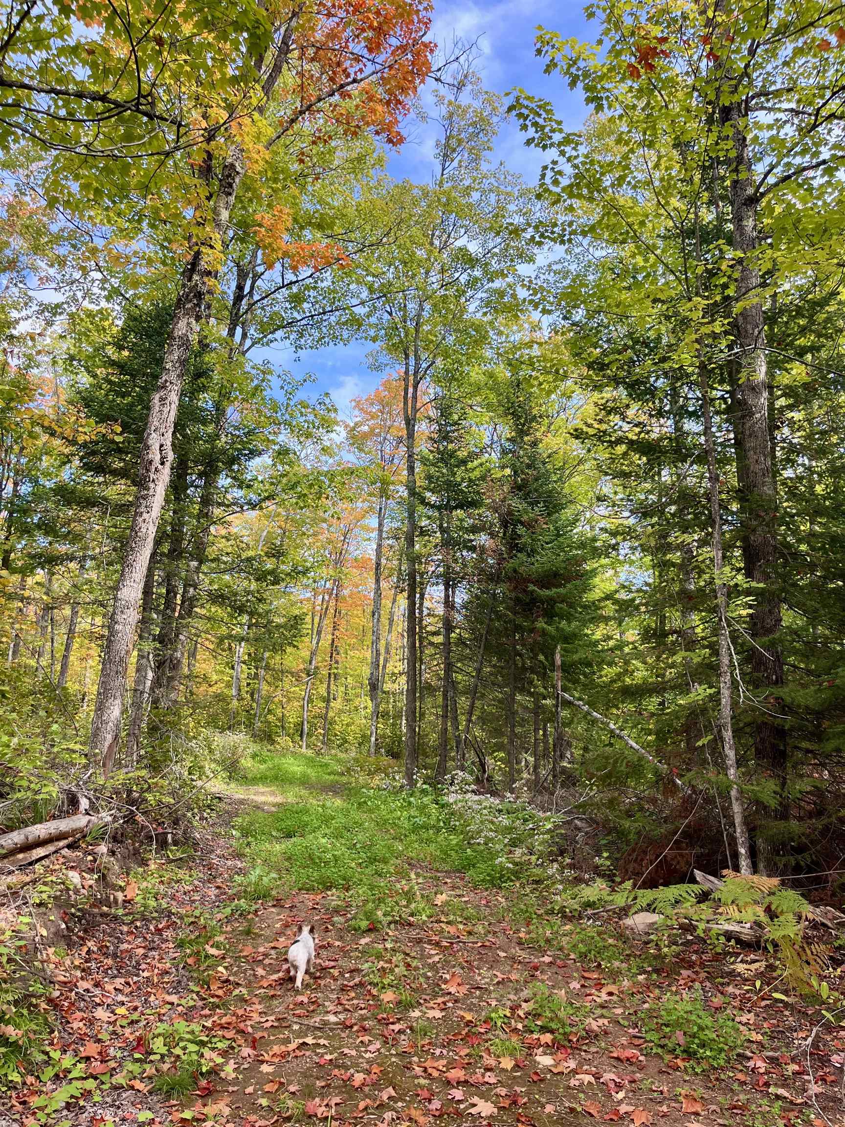 4272 Birdshot Road Silver Bay, MN 55614 - Photo 8 of 15 View of woods