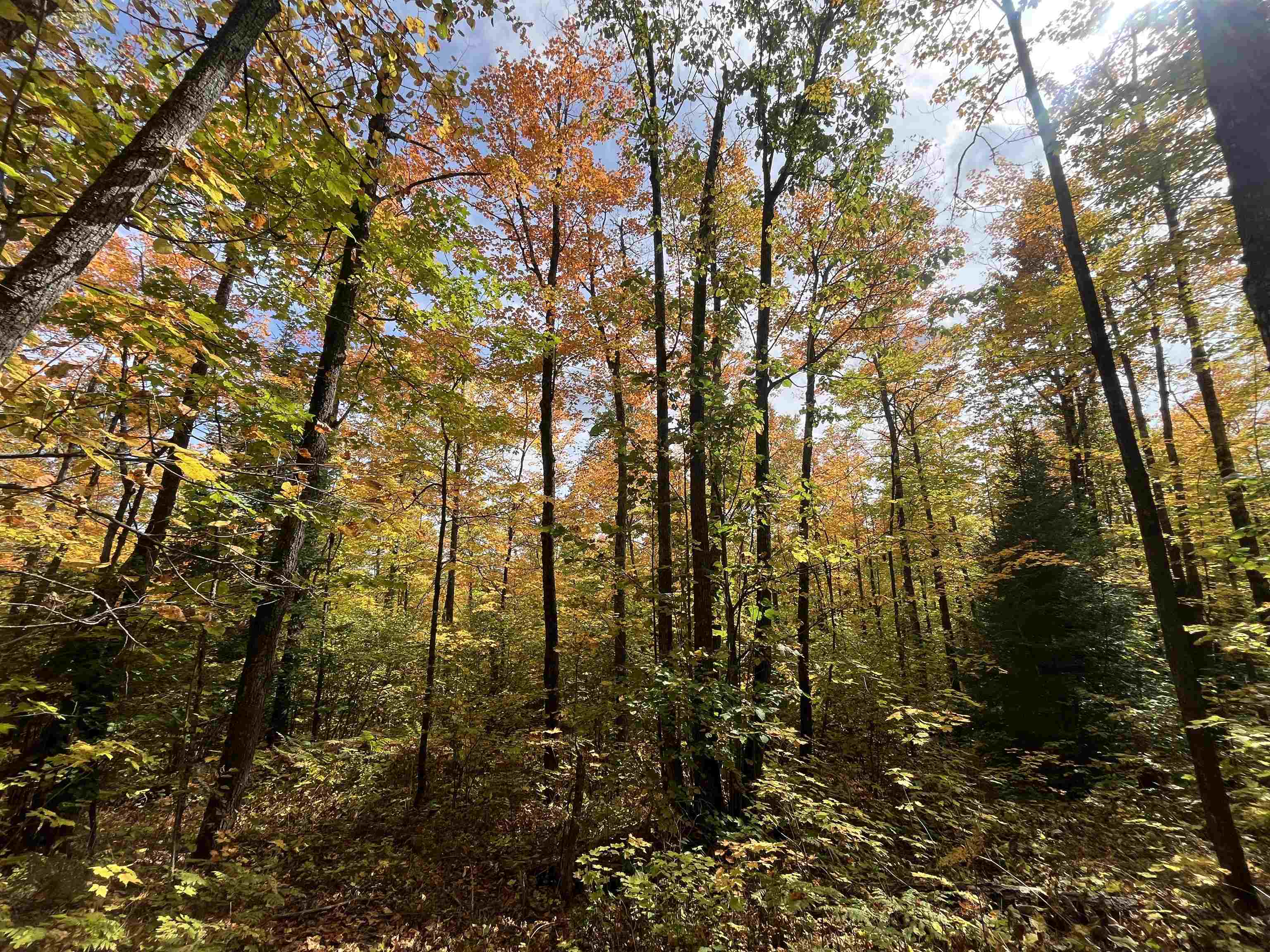 4272 Birdshot Road Silver Bay, MN 55614 - Photo 9 of 15 View of tree filled area