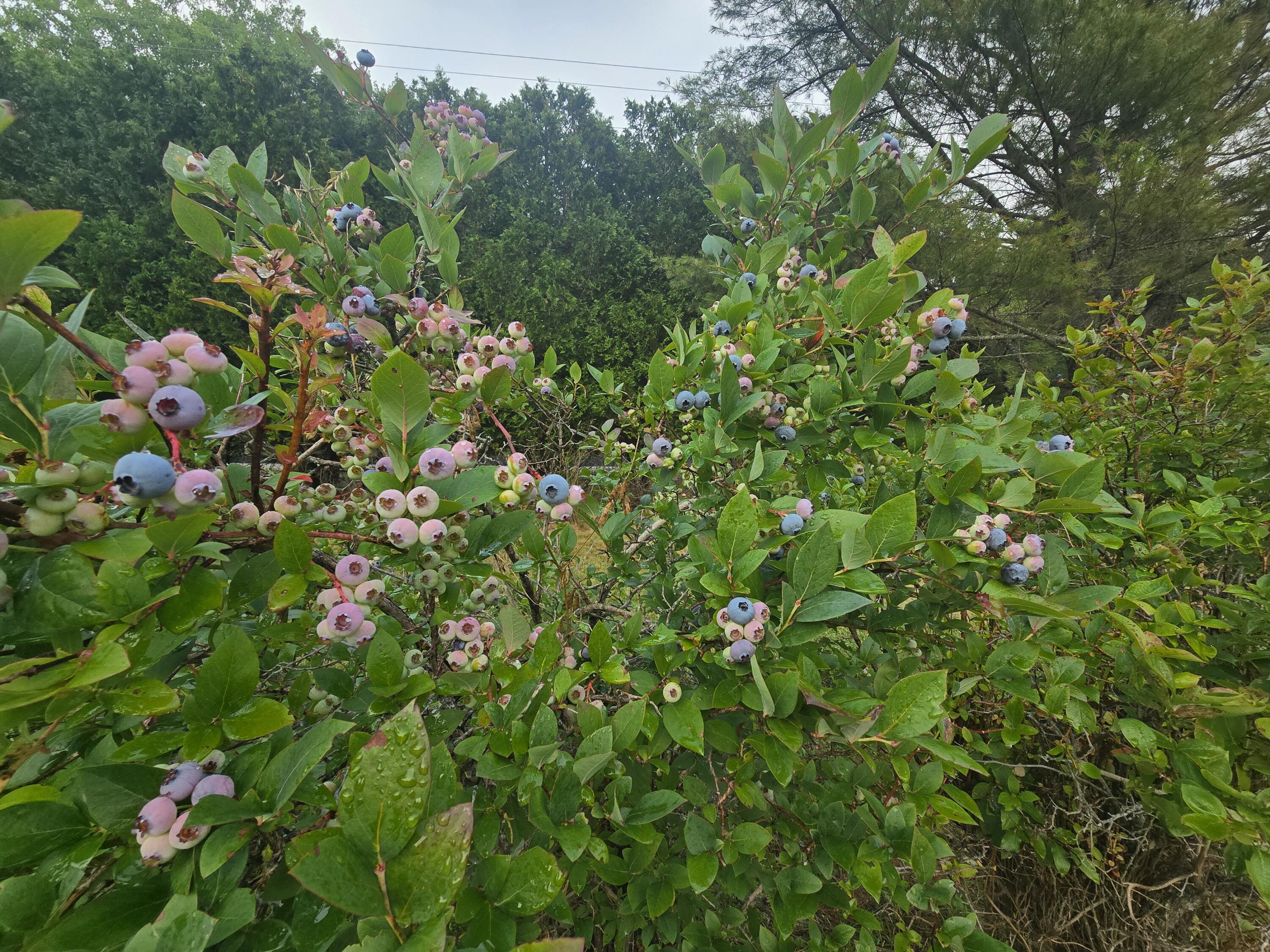563 Newbury Neck Road Surry, ME 04684 - Photo 56 of 71 High Bush Blueberries
