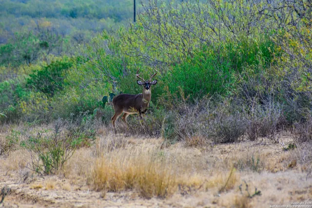 a view of a yard in a forest