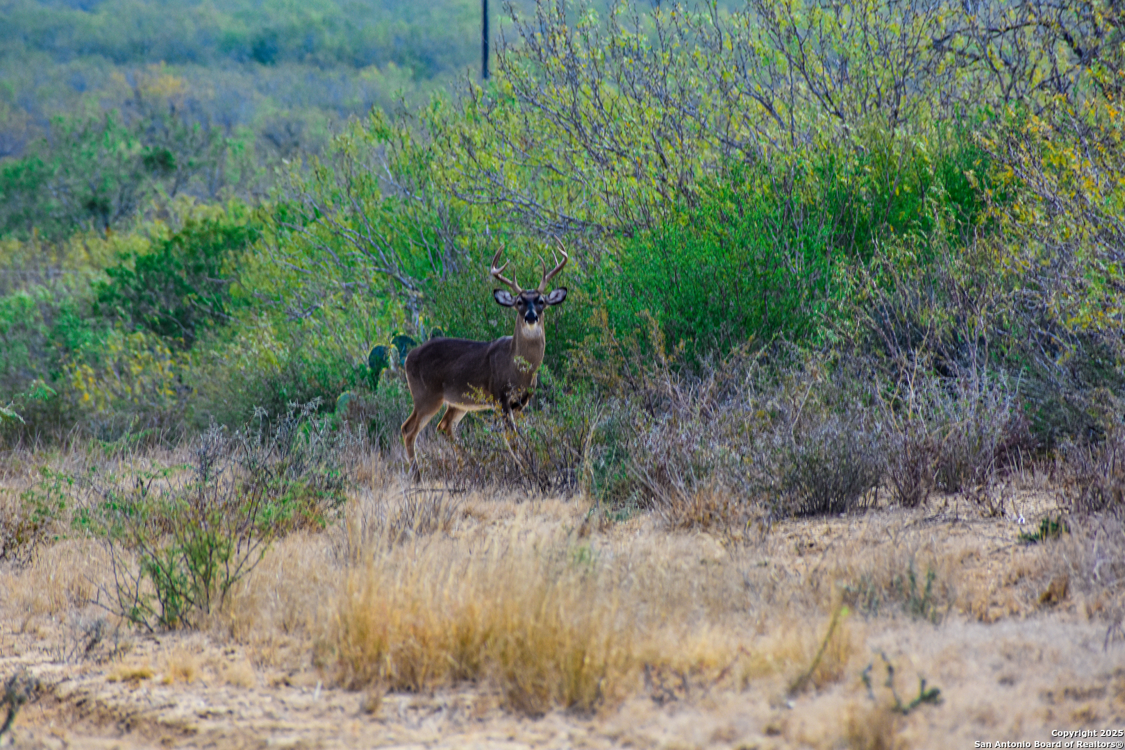 a view of a yard in a forest