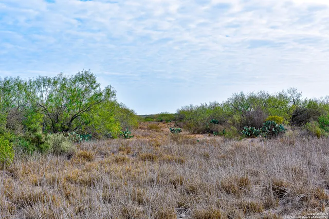 a view of a dry yard with trees