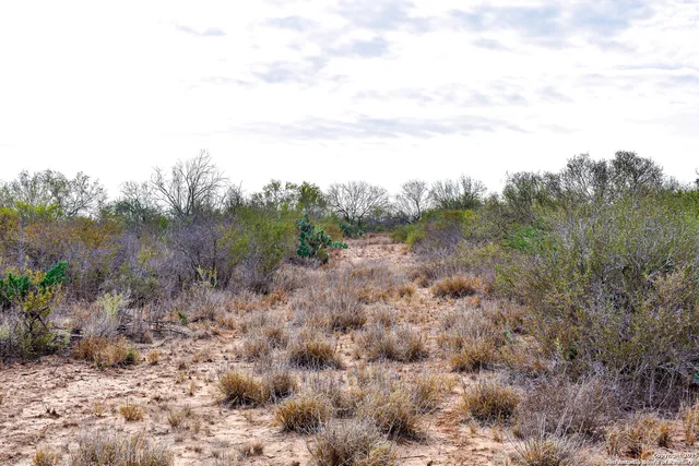 a view of a forest with trees in the background