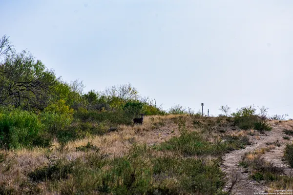a view of a dry background with trees