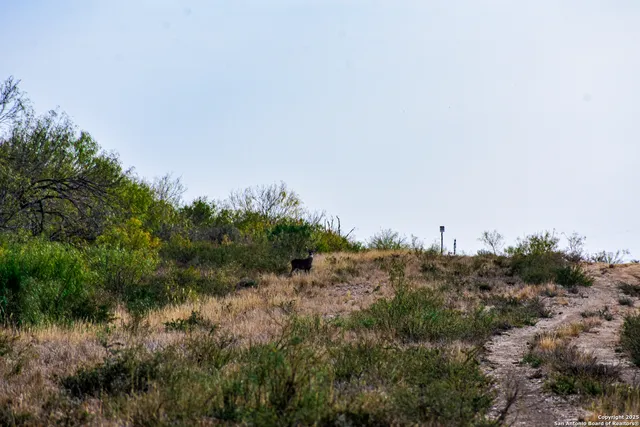 a view of a dry background with trees