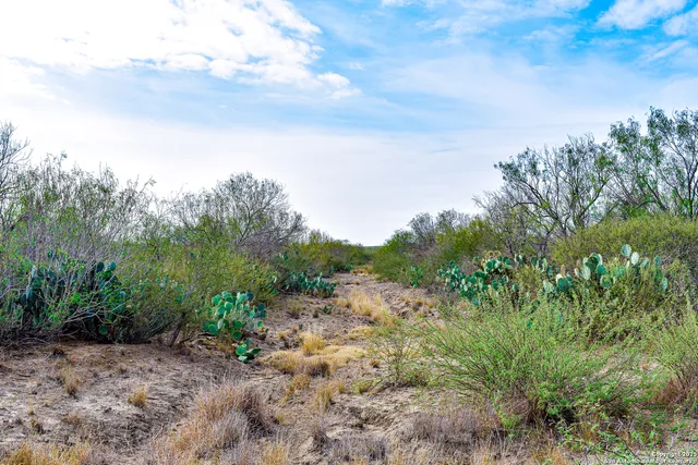 a view of a yard with plants and trees