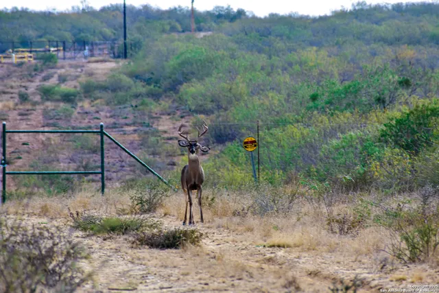 a view of a bird bath