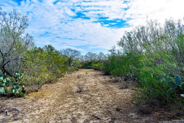 a view of a plants with wooden fence