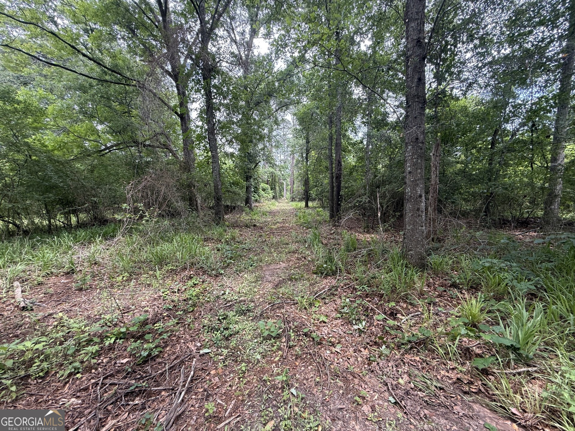 50 Harvest Road Coleman, GA 39836 - Photo 20 of 37 a view of a forest that has large trees