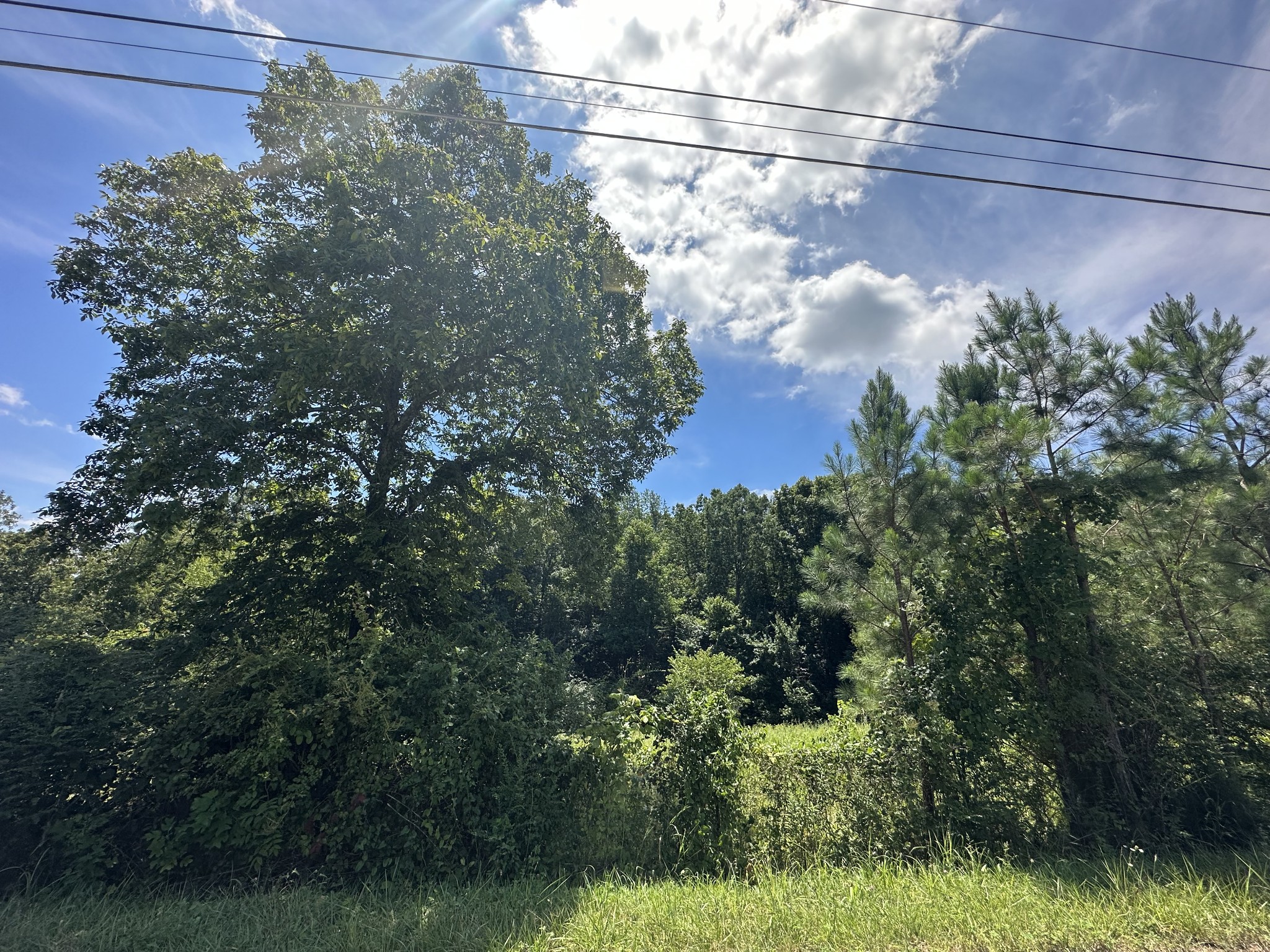 0 Terrell Road Erin, TN 37061 - Photo 2 of 11 a view of a yard