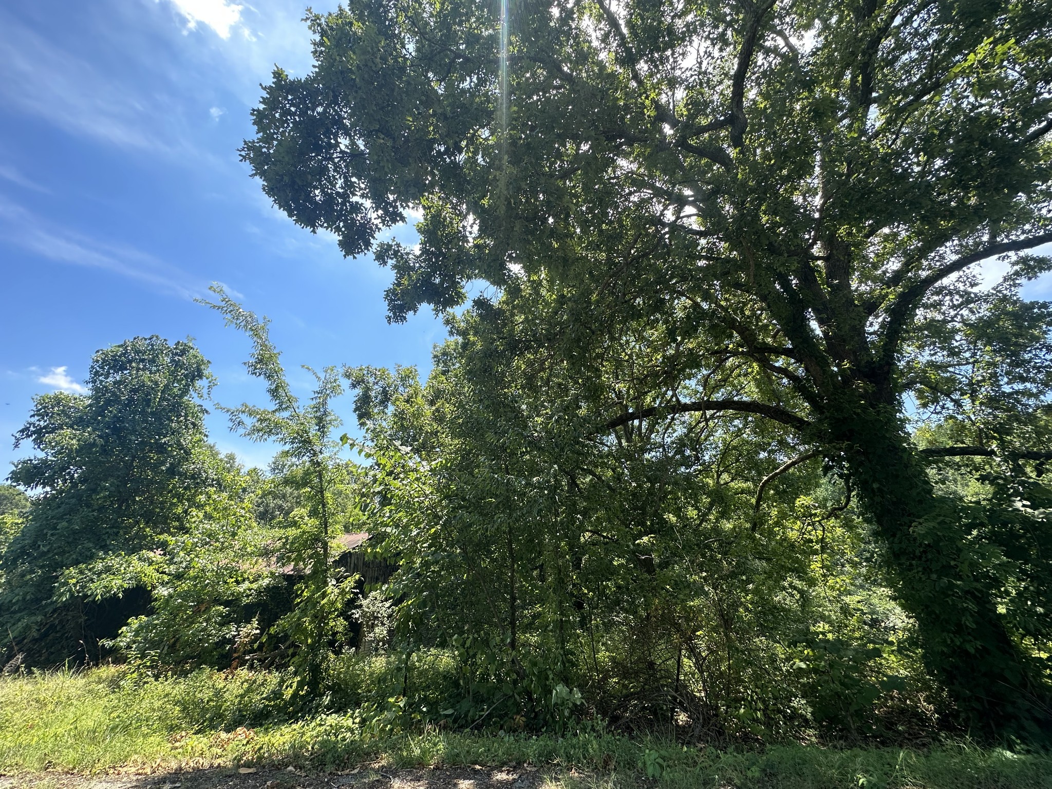0 Terrell Road Erin, TN 37061 - Photo 3 of 11 a view of a tree in a yard