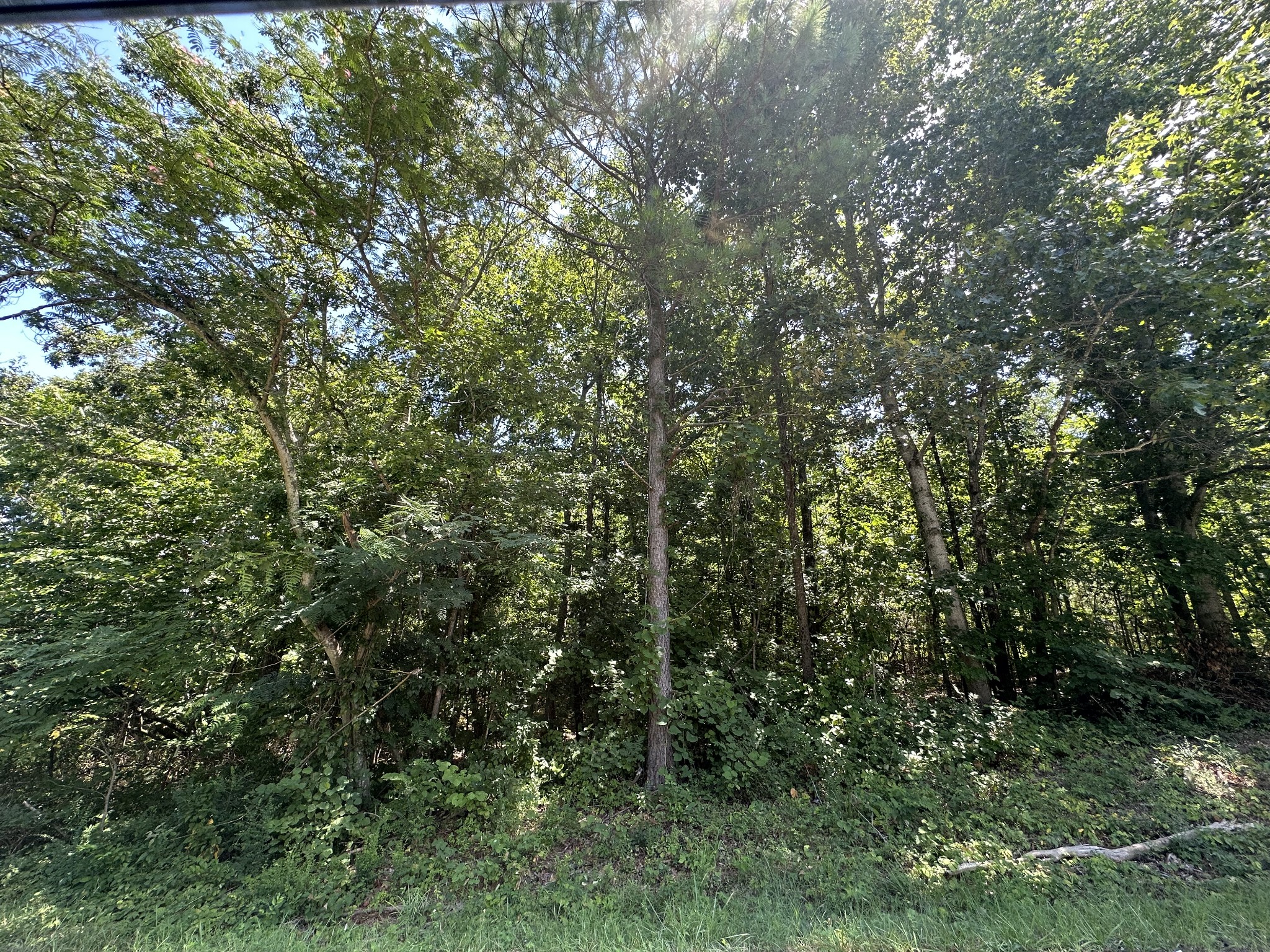 0 Terrell Road Erin, TN 37061 - Photo 4 of 11 a view of a lush green forest