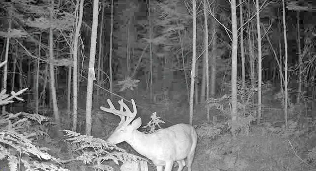 390 Foster Road Littleton, ME 04730 - Photo 20 of 68 deer-woodlot-littleton-me