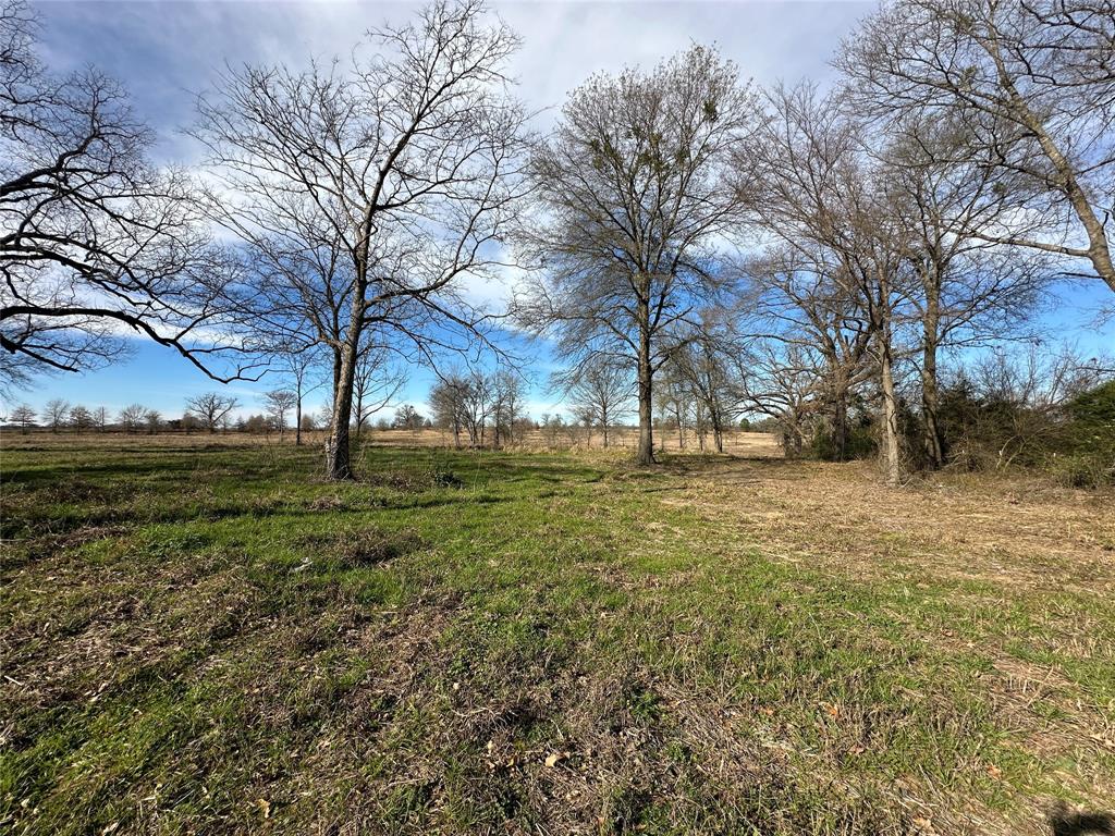 0 County Road 2425 Como, TX 75431 - Photo 16 of 36 a view of yard with tree s